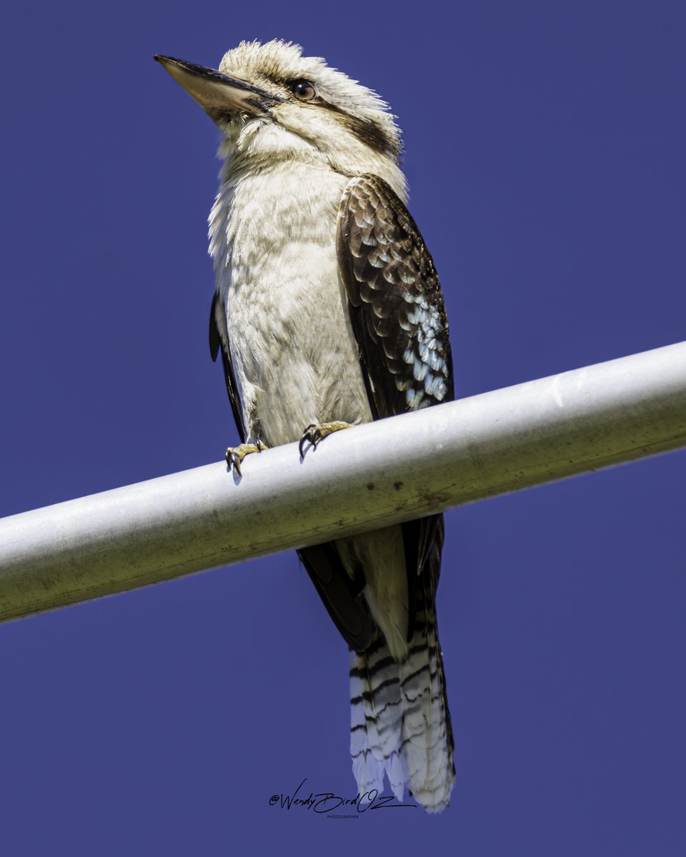 WendyBirdOZ's tweet image. I've been hearing this kookaburra in the distance for the past 2 years. It finally came to visit the other day. A fascinating bird and one that's not fearful at all. I don't mind a visit by a kookaburra during the day, just not at 5am. 😴
#Albany #WesternAustralia #nativebird