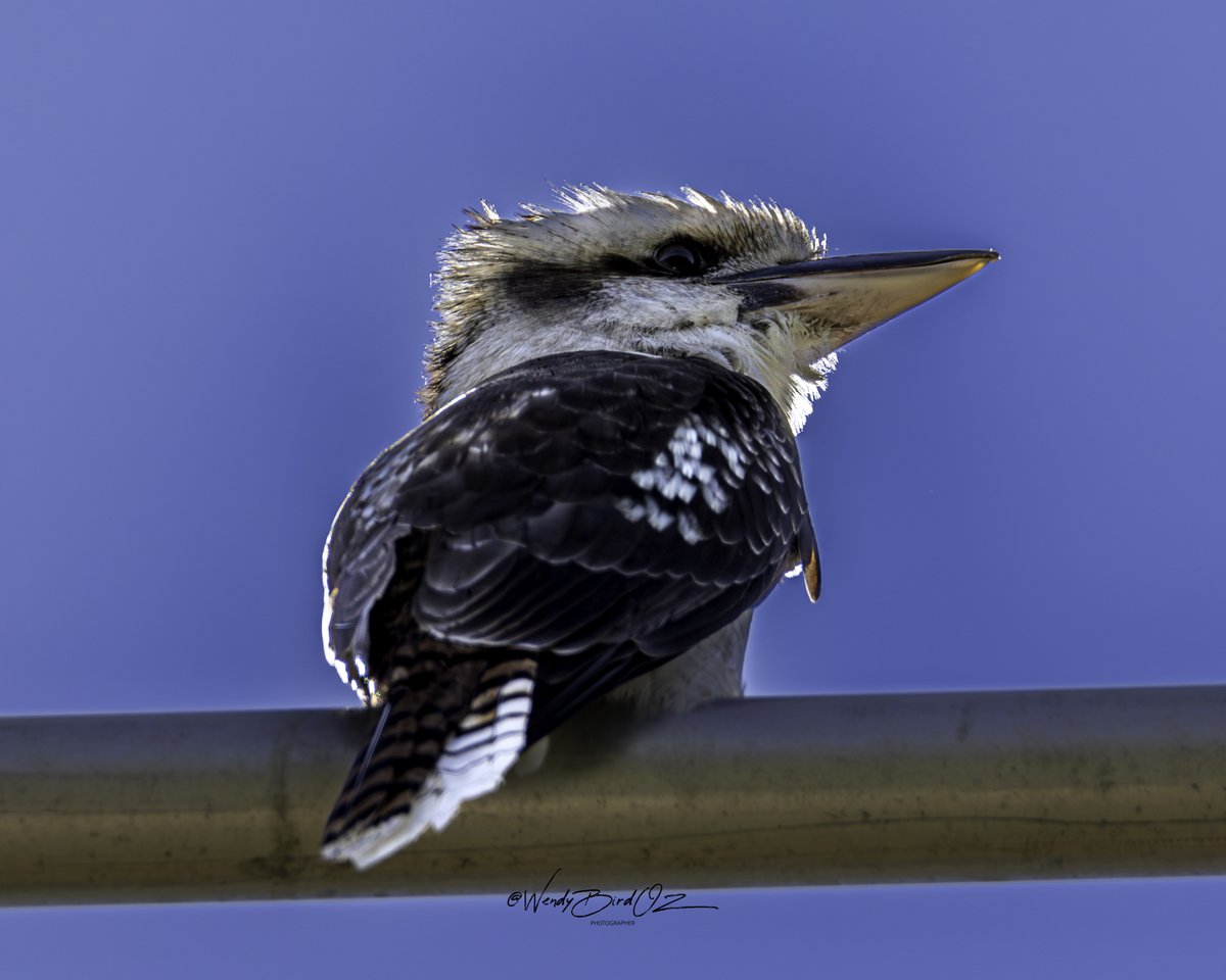 WendyBirdOZ's tweet image. I've been hearing this kookaburra in the distance for the past 2 years. It finally came to visit the other day. A fascinating bird and one that's not fearful at all. I don't mind a visit by a kookaburra during the day, just not at 5am. 😴
#Albany #WesternAustralia #nativebird