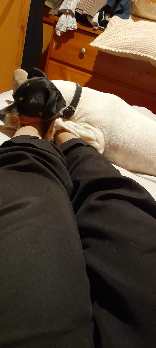 suandConce's tweet photo. #BuenosDiasTVN Frodo no deja a su mami https://t.co/DYnM0aV4w2