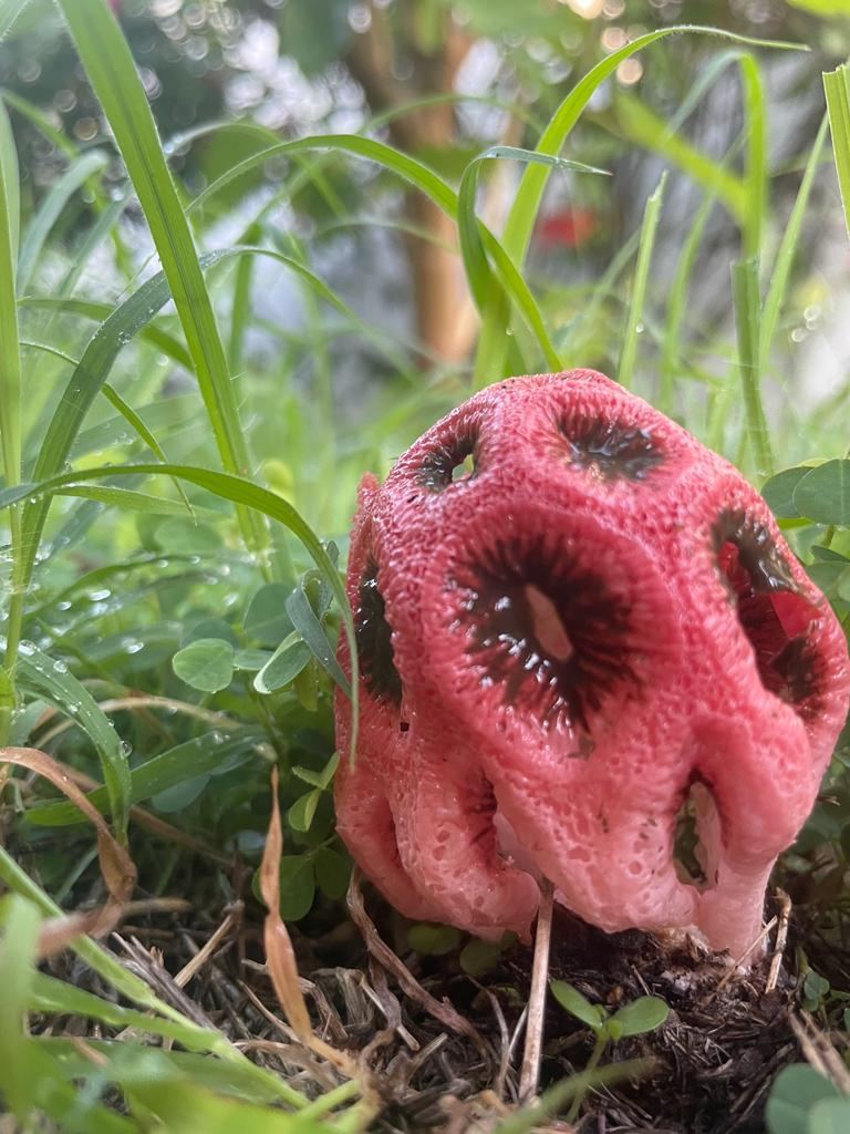 dorrraine's tweet photo. Found under my mulberry tree. Plant ppl what is this? Is it poisonous? https://t.co/xYeRG12fHI