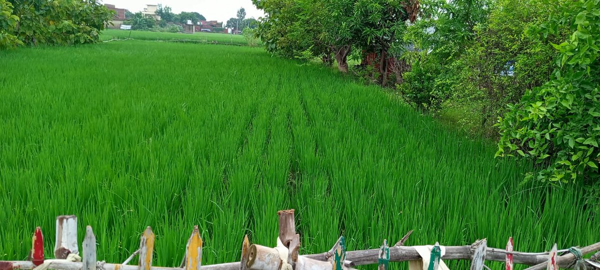 sahbhagi_ssk's tweet photo. Sahbhagi Shikshan Kendra has worked with almost 3000 farmers across  Jharkhand and Uttar Pradesh in past 3 years. Farmers have acquired the knowledge of INTERVENTION  through SRI technique for rice cultivation. The technique has provided farmers a new way to achieve progress. https://t.co/2Ckti2DnCj
