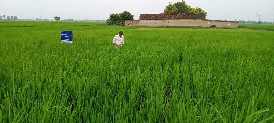 sahbhagi_ssk's tweet photo. Sahbhagi Shikshan Kendra has worked with almost 3000 farmers across  Jharkhand and Uttar Pradesh in past 3 years. Farmers have acquired the knowledge of INTERVENTION  through SRI technique for rice cultivation. The technique has provided farmers a new way to achieve progress. https://t.co/2Ckti2DnCj