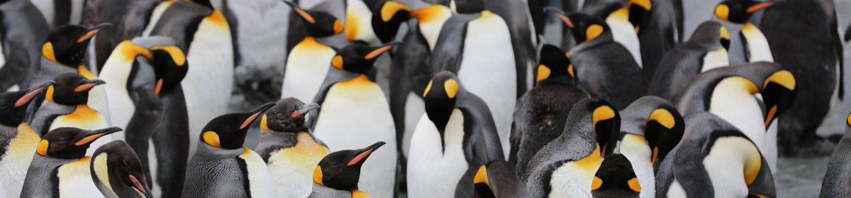 ➡️ Journée mondiale des animaux : leur place dans le domaine du logiciel libre 🐧
dbmtechnologies.com/logiciel-libre…
