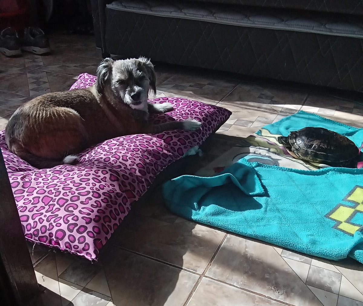 DonWualox's tweet photo. Foto de dakota y Sonia la tortuga tomando solcito #BuenosDiastvn https://t.co/jcsfyuHGla