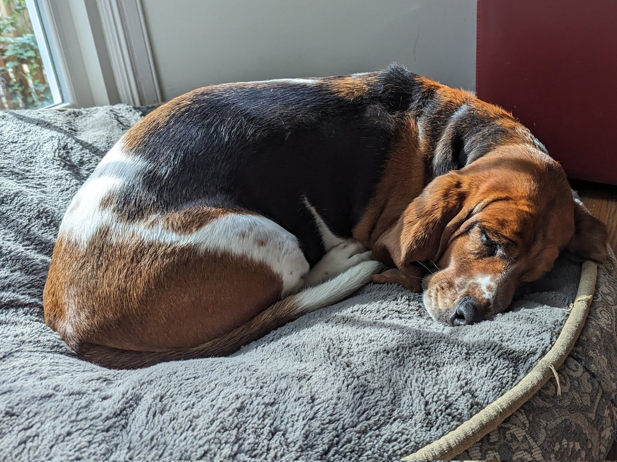 CroftonHounds's tweet photo. New foster day!!! Need to rest up. #AdoptDontShop #HappyWednesday #LazyBasset https://t.co/ZieqmZWIHD