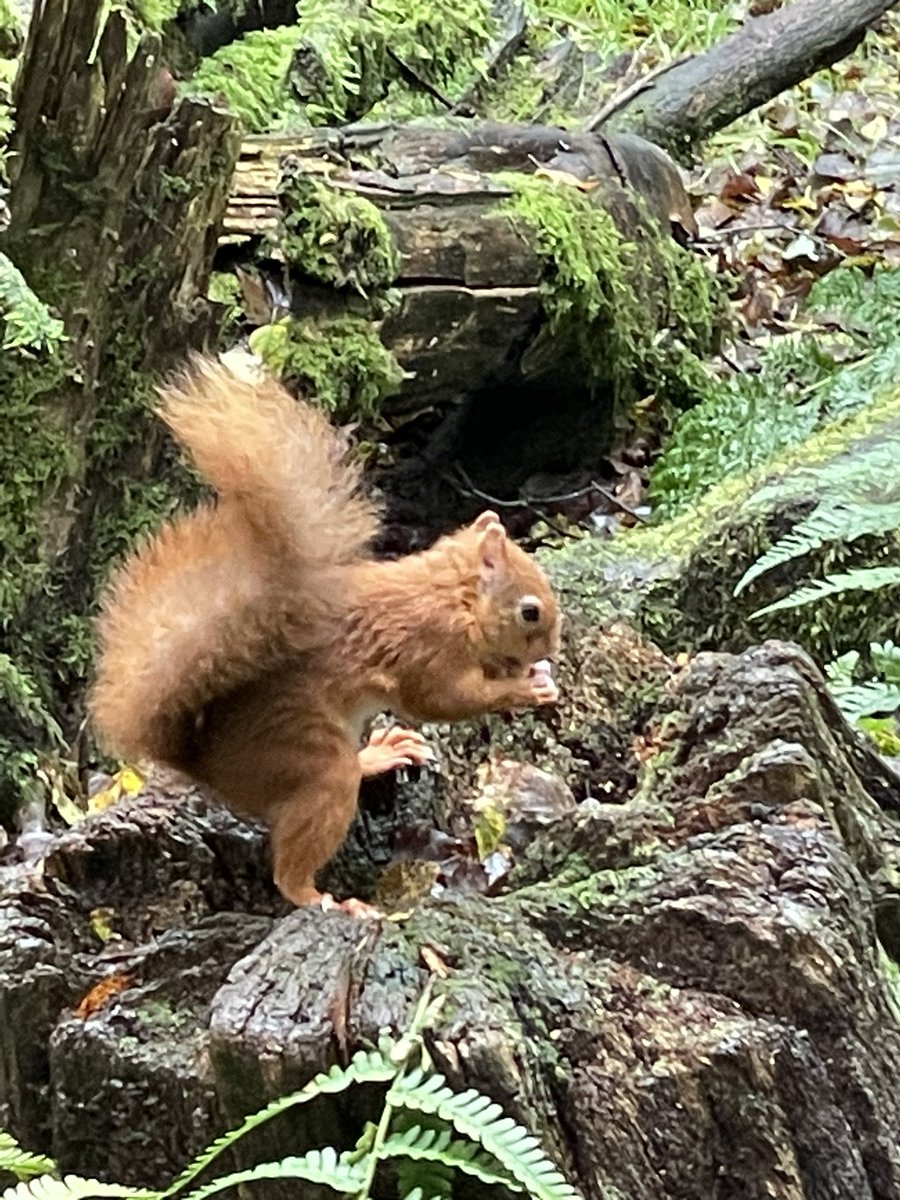 The Dorset Hideaway tweet media