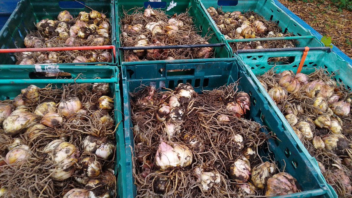jdeeham's tweet photo. Mount Stewart volunteering
Lily Wood
Bulb planting https://t.co/YwPnY8pnhX