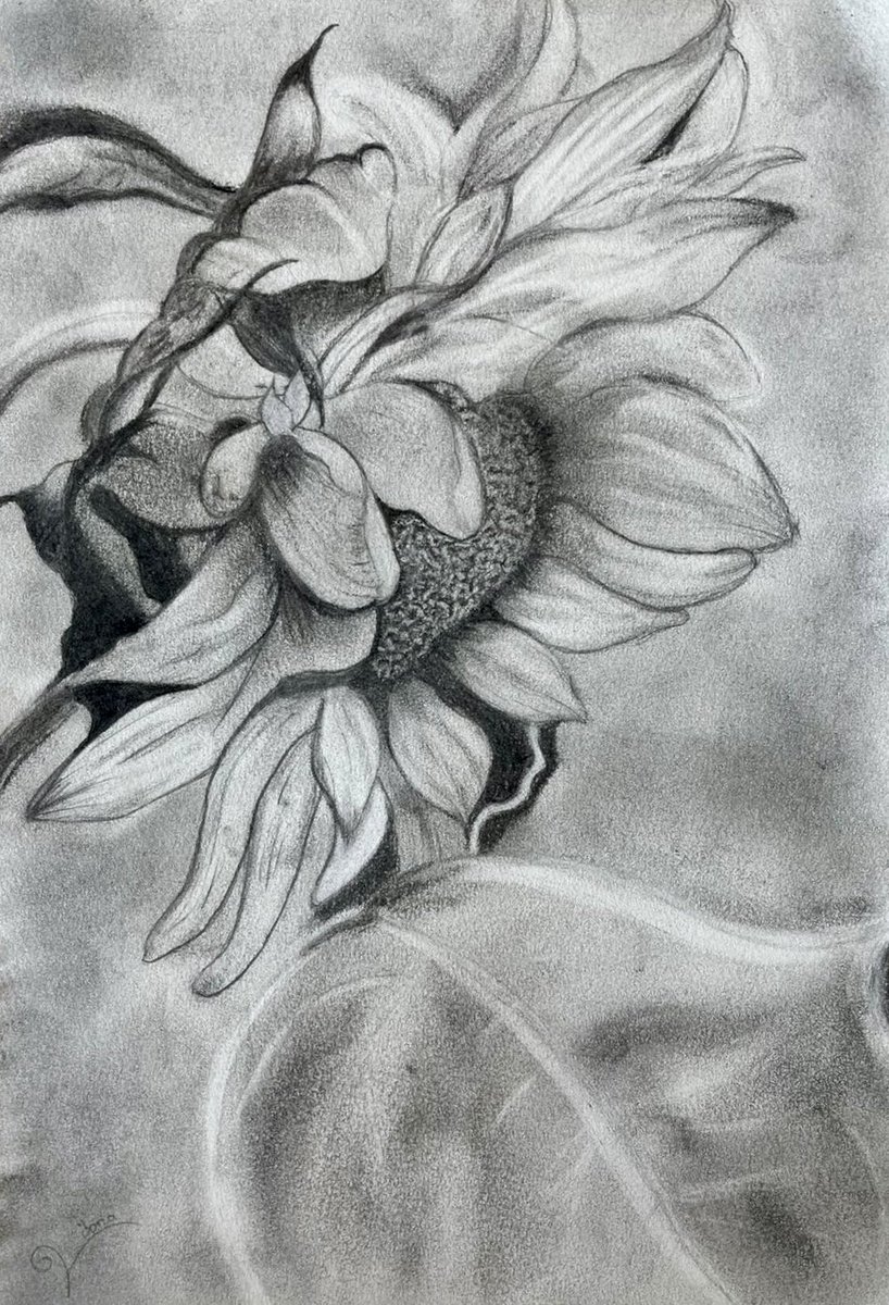 This drawing homework was submitted by one of our brilliant year 7 students this week! Such beautiful use of tone and texture ⭐️👩🏻‍🎨❤️ #pencildrawing #artoftheday #edutwitter #artteachers #arted #ks3art #sunflower <a href="/WPolyGirls/">Woolwich Polytechnic School for Girls</a>