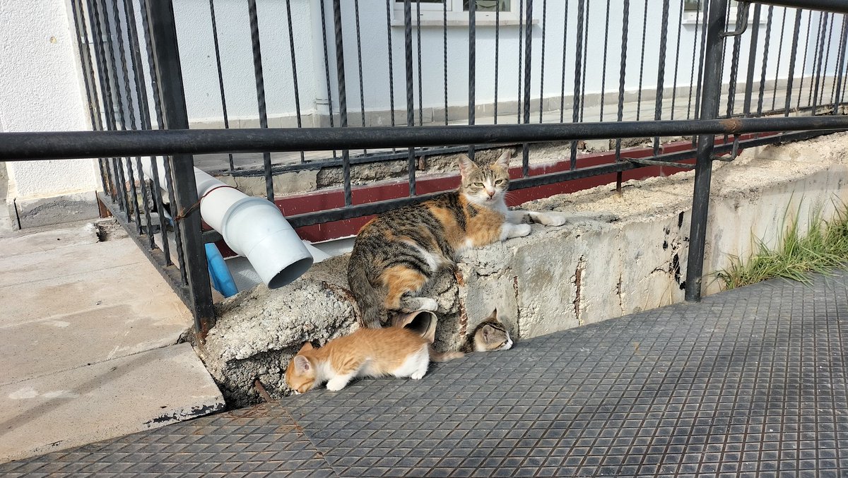 #4EkimHayvanlarıKorumaGünü münasebetiyle gönüllü gençlerimizle birlikte sokak hayvanlarına mama bıraktık.
#GSBGM
#4ekimhayvanlarıkorumagünü