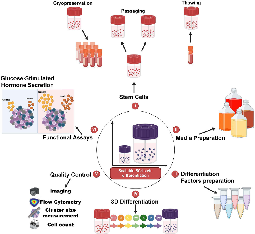 Juan Alvarez (@juanalvarezdom) on Twitter photo Why are 3D suspension #islet #organoid methods not widely common? Specialized skills, equipment & scaling down/up for diverse applications have been major hurdles. Our <a href="/STARProtocols/">STAR Protocols</a>: 📘 bit.ly/46t2pci offers steps to make it easier! Why are 3D suspension #islet #organoid methods not widely common? Specialized skills, equipment & scaling down/up for diverse applications have been major hurdles. Our <a href="/STARProtocols/">STAR Protocols</a>: 📘 bit.ly/46t2pci offers steps to make it easier!
