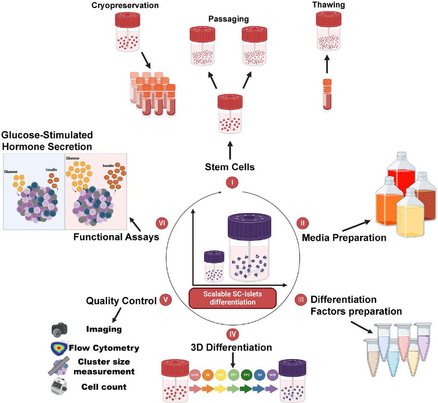 Why are 3D suspension #islet #organoid methods not widely common? Specialized skills, equipment & scaling down/up for diverse applications have been major hurdles. Our @STARProtocols: 📘 bit.ly/46t2pci offers steps to make it easier!