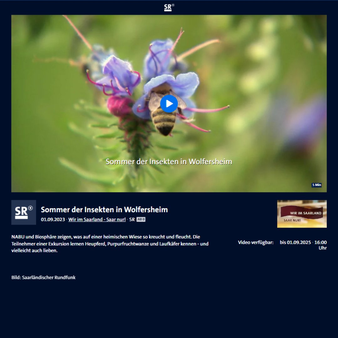 In Wolfersheim im Bliesgau (Saarland) ist im Rahmen einer unserer LIFE-IFR Veranstaltungen ein Fernsehbeitrag entstanden.🐝
Wenn ihr Lust habt, schaut doch mal rein:
ardmediathek.de/video/wir-im-s…

#insektenschutz #insekten