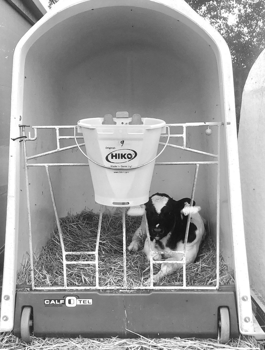 Dierendag is eigenlijk ‘huisdierendag’.
Voor landbouwdieren is het een dag als alle andere. 
Niets te vieren.
#dierendag