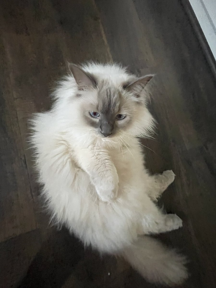 miloandfrank's tweet photo. Ma’am I said no pictures 
#catsoftiktok #CatsOfX https://t.co/JBjC9529I6