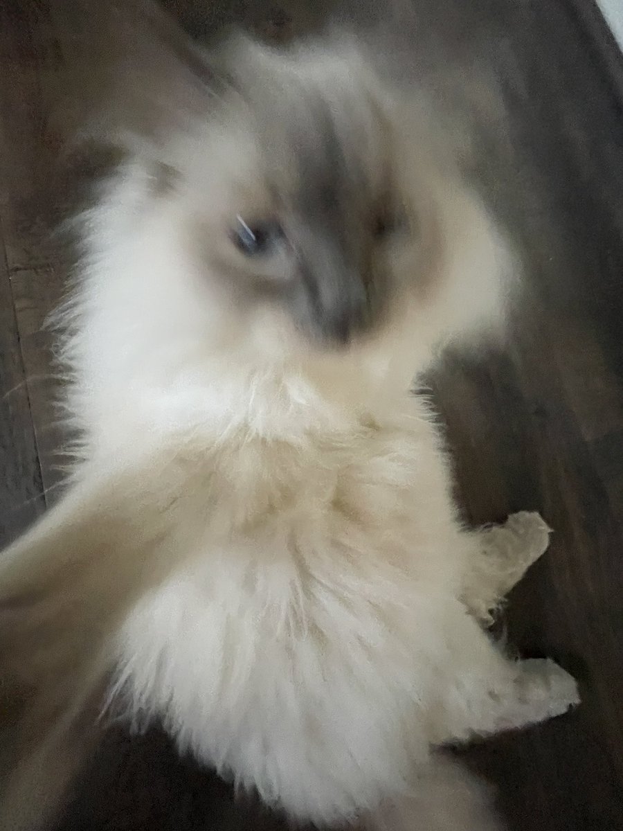 miloandfrank's tweet photo. Ma’am I said no pictures 
#catsoftiktok #CatsOfX https://t.co/JBjC9529I6