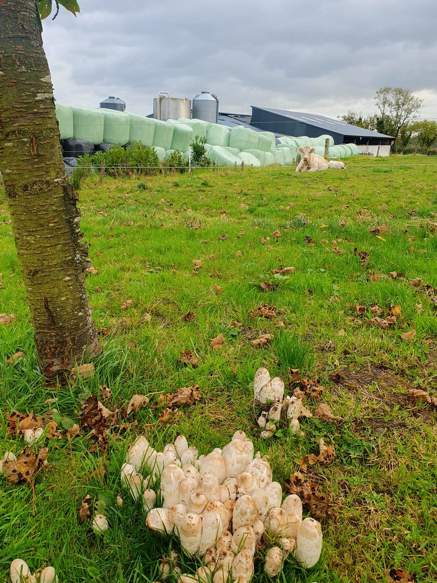 Great interest in #socialfarming in the West at Wood's farm in #Crossmolina #Mayo today. Thanks to Alan,Vivienne &amp; family  <a href="/southwestmayo/">South West Mayo Development Company CLG</a> <a href="/WesternCareMayo/">Western Care Mayo</a>  #socialfarmingawarenessweek #Dairying #Charolaois Connecting People &amp; Enhancing Lives