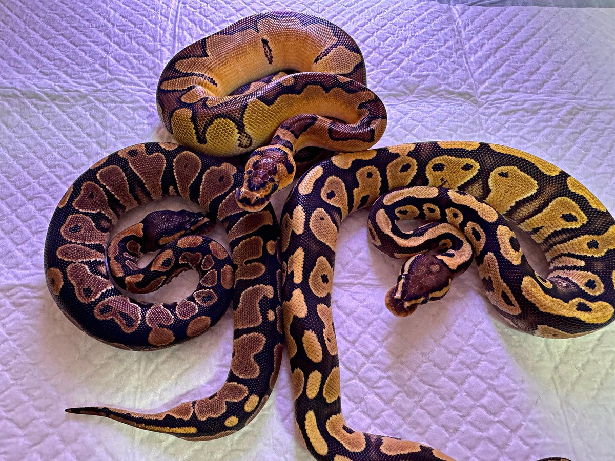 ballpython0822's tweet image. エンチクラウン♀
ファイアhetクラウン♀
グラベル50％Dhteゴーストクラウン♀