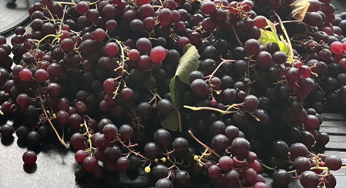 beevalleyfarm tweet media