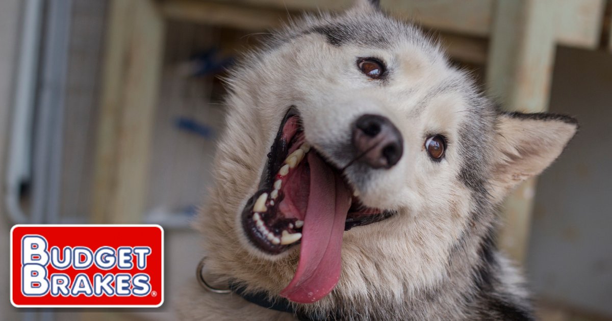 Baxter loves car rides! But he also wants his family to be safe. Listen to Baxter and get your cars brakes checked today! 🐶🐕 doggonit its the right thing to do 😁