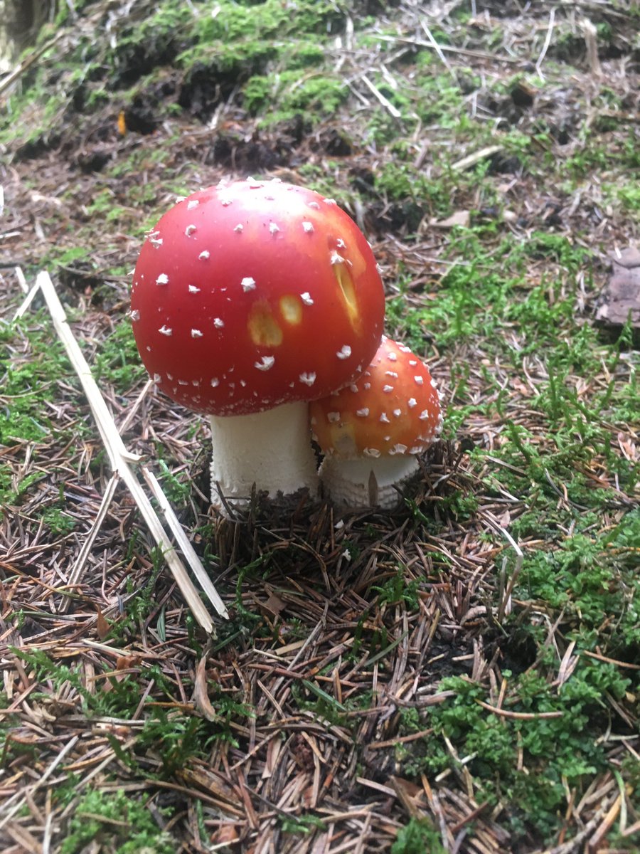 Že prý nerostou …. a taková nádhera 😊🍄🍄🍄