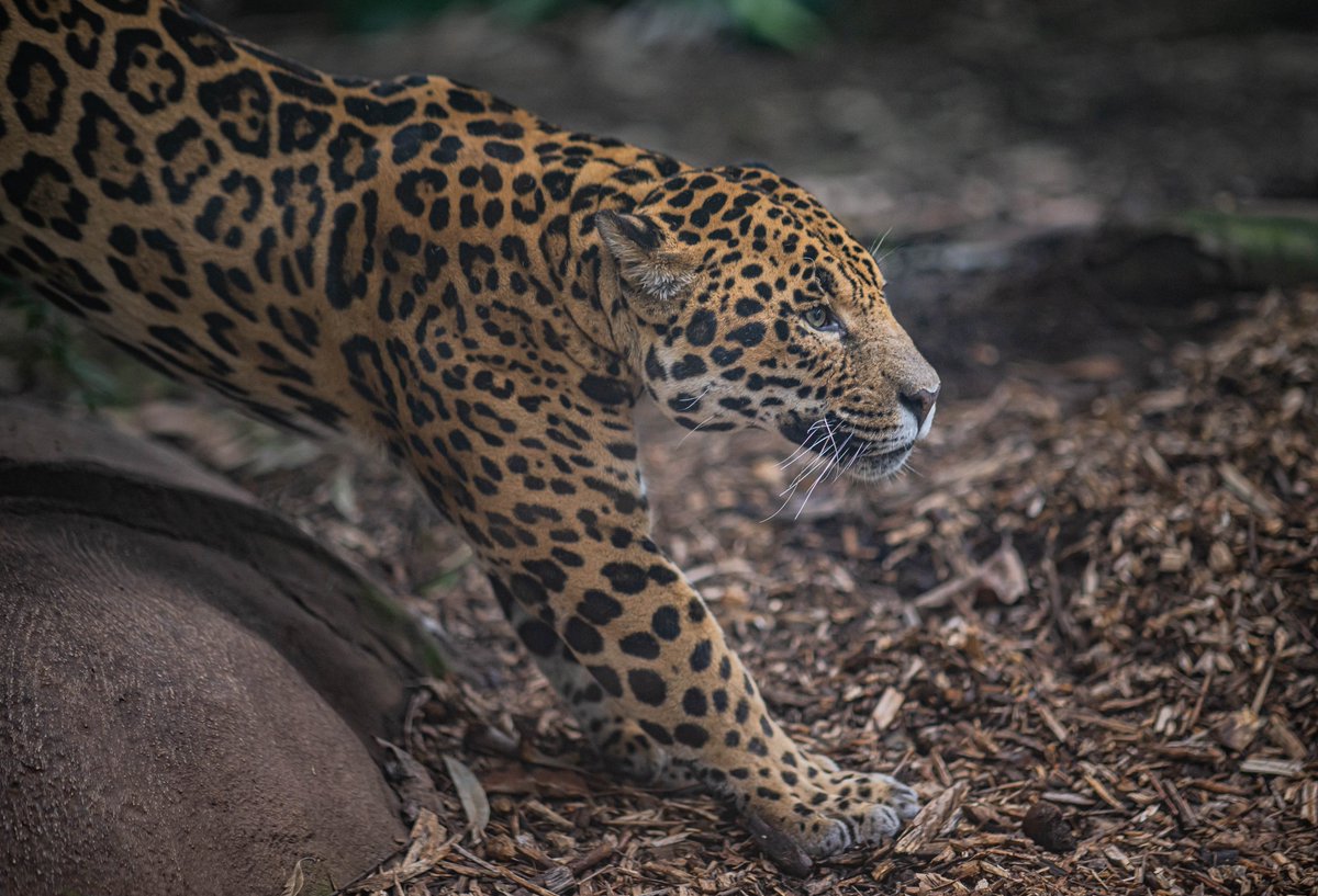 Chester Zoo tweet media