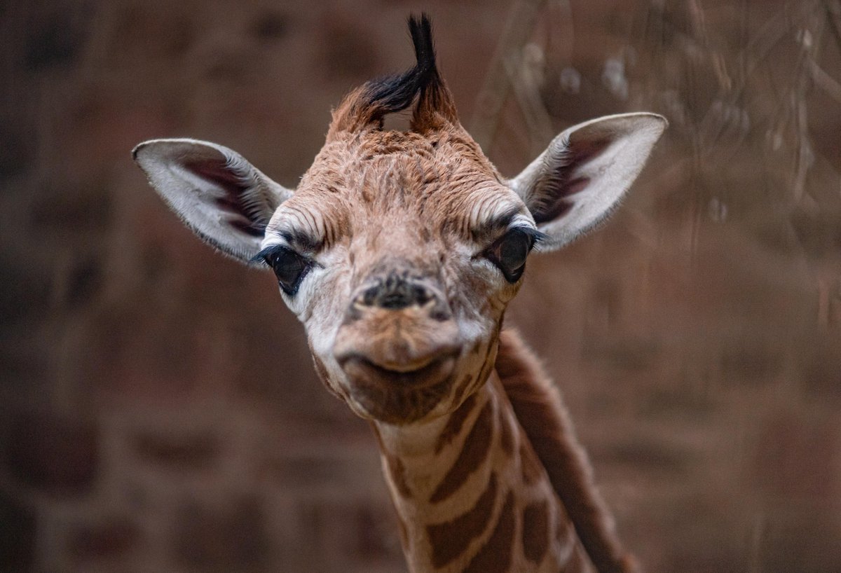 Chester Zoo tweet media