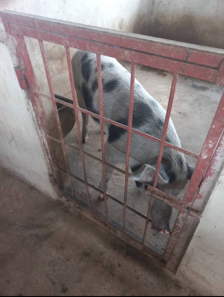 FreshRafiki's tweet photo. Hapo Je ?

Manguruwe in ze building 🤣🤣🤣

@kuyelayelaa 
@NemenceS 
@DorothNengai 
@MalemboLE 
@JoatTz 

Mambo mamboo na masega msisahau.

Kumbuka:

Hakuna pesa haramu.

#RamaManguruwe
#Mdudu
#MbuziKato

Disclaimer ⚠️

Sili wala sifugii shamban, nauza tuu 🤣🤣🤣

Karib sana https://t.co/DYjs954GiM