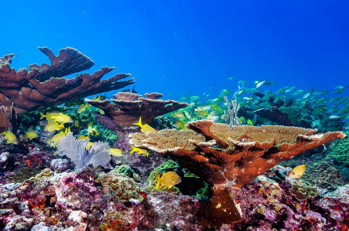 ProDiveInt's tweet image. 🎉 Congrats to the lucky winners of our InterDive-raffle!
1. 7-Night Dive Vacay for 2 at Allegro Cozumel: Tobias Müller
2. Yucatan Great Explorer: Marianne John-Koschke
3. Yucatan Explorer: Sigmar Fiedler

#mexico #scubadiving @PADI #Cozumel #rivieramaya @barcelohoteles