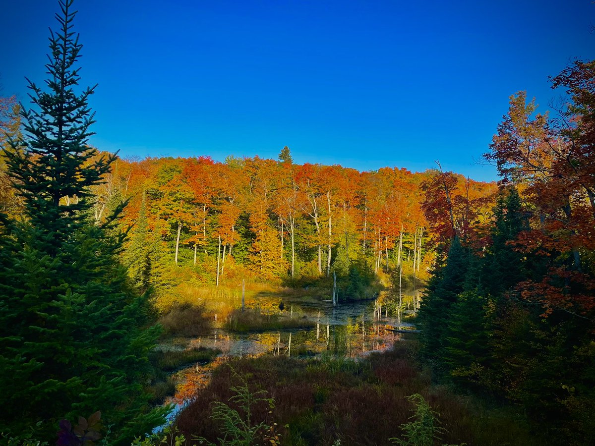 Des feuilles, des feuilles, encore des feuilles! <a href="/CCN_ParcGat/">Parc de la Gatineau</a>