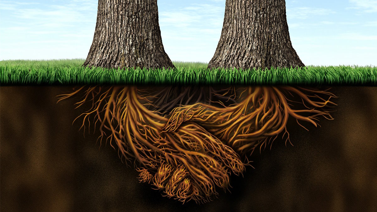 NCCRbioinspired's tweet photo. Coming up tommorow @ 16:00: @NCCRbioinspired #seminar with  Ora Hazak (@IHazak, @unifrBiology) - Dynamic signaling mechanisms in #plant root development https://t.co/4suZYd0SmD #biology #research https://t.co/VG66gIxcAL