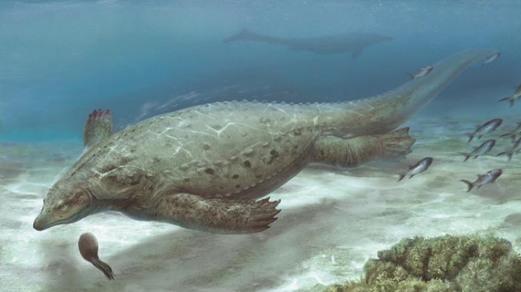 ScienceinPoland's tweet photo. A Polish-Chinese scientific team has described a new marine #reptile that lived about 250 million years ago in what is now #China.
#marinereptiles #extinctreptile #extinctreptiles #marinereptile #dinosaurs #evolution
@IPaleoPAN @HefeiChina
https://t.co/HgHT73LWuX https://t.co/IE7fjItyfE
