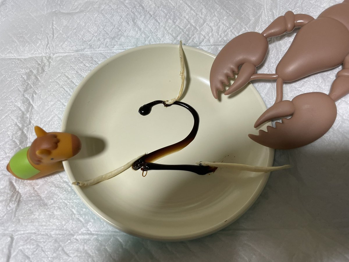 mocokitty's tweet image. お迎え2周年です！
今日は１日2本までのシラウオを3本にサービス🐟
たんと食え！！！これからも宜しくな！！！！🎊🎊