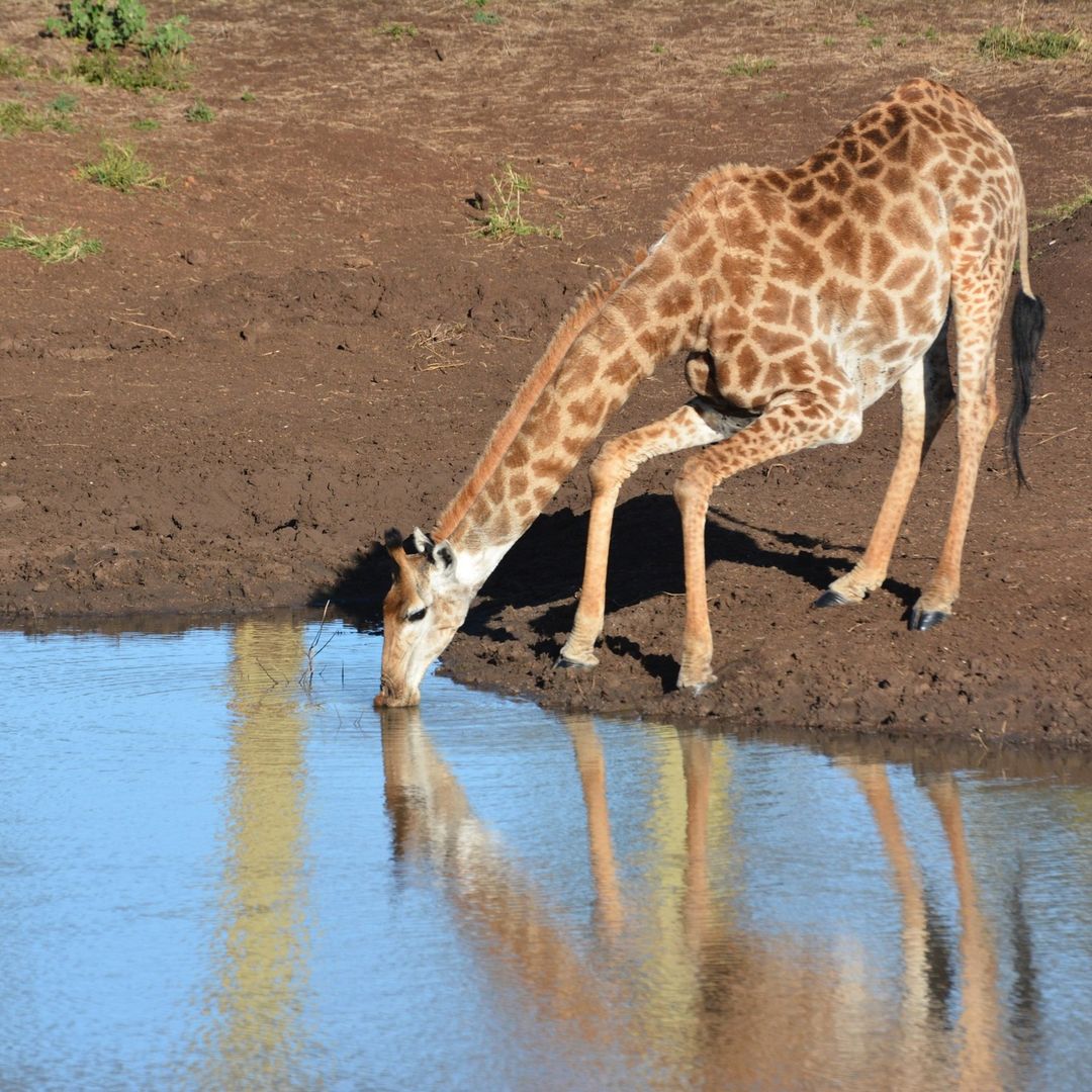 WORLD ANIMAL DAY 
facebook.com/10006375018446…

EXPERIENCE THE MAGIC OF AFRICA!
ZULUNYALA.CO.ZA 
.
.
.
#WorldAnimalDay
#WorldAnimalWelfareDay #zulunyala #animals #safari #southafrica