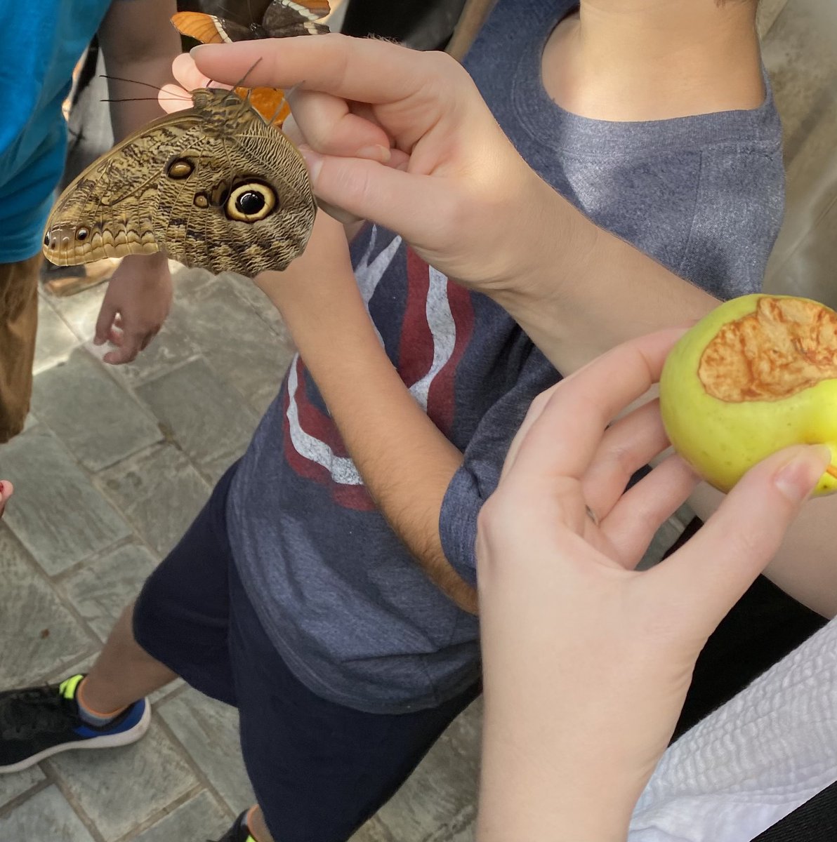 misterpete's tweet photo. Butterflies 🦋 #fieldtrip             @QueenEPC #students #education #school @OCDSB https://t.co/XFV8cIh2LR