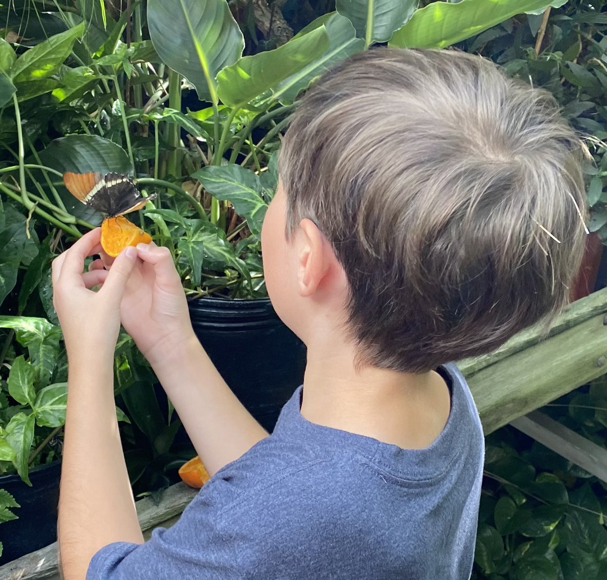 misterpete's tweet photo. Butterflies 🦋 #fieldtrip             @QueenEPC #students #education #school @OCDSB https://t.co/XFV8cIh2LR