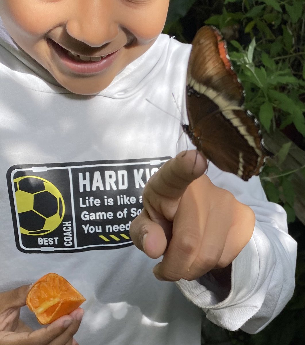misterpete's tweet photo. Butterflies 🦋 #fieldtrip             @QueenEPC #students #education #school @OCDSB https://t.co/yVjeKLmcjP