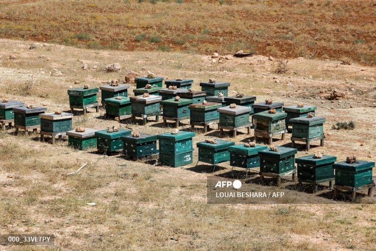 في أرض شبه قاحلة لولا عدد قليل من الأشجار قرب #دمشق، يعاين إبراهيم ضميرية قفران النحل بحثاً عن #العسل الذي انحسر إنتاجه، على وقع النزاع الدامي وتبعات #التغير_المناخي. #سوريا

<a href="/AFPar/">فرانس برس بالعربية</a> 
👇👇👇
shorturl.at/uIPX7