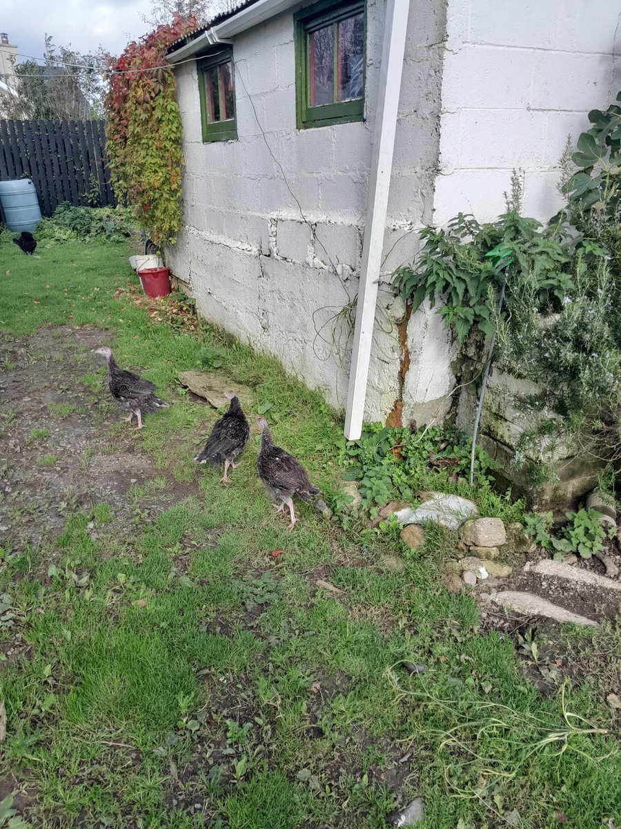 ThreePaddocks's tweet image. The turkeys have ventured out....