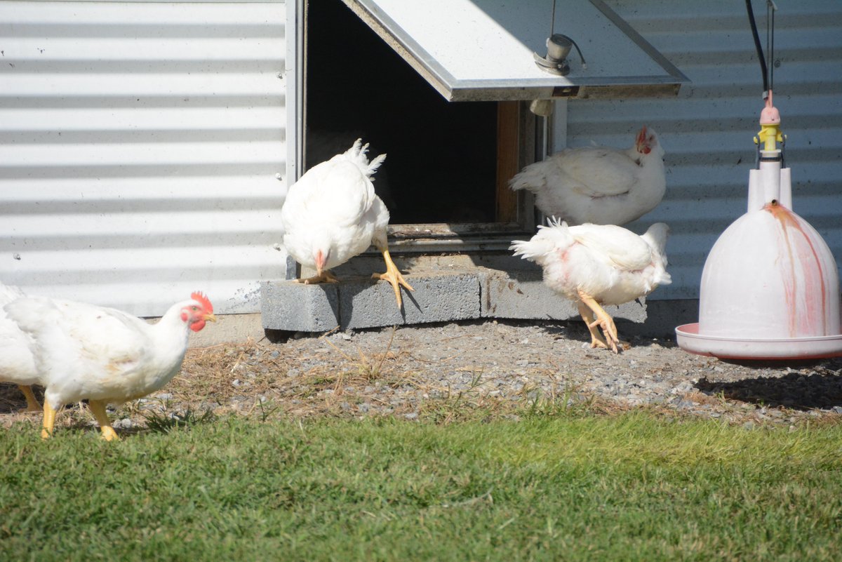 UDcanr's tweet photo. Poultry is big business for Delaware and the Delmarva Peninsula. Over the past century, @UDelaware has played a major role, from research to education to our @UDExtension work. https://t.co/PgWvBXpFdQ #UDel #Agriculture #AnimalScience #netDE #NationalChickenMonth #UDExt https://t.co/rjWTVQ5kMJ