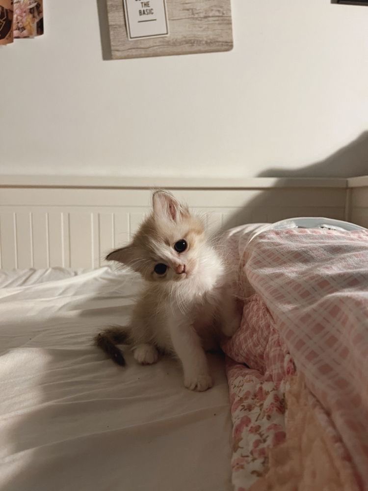 letspetkittens's tweet image. 