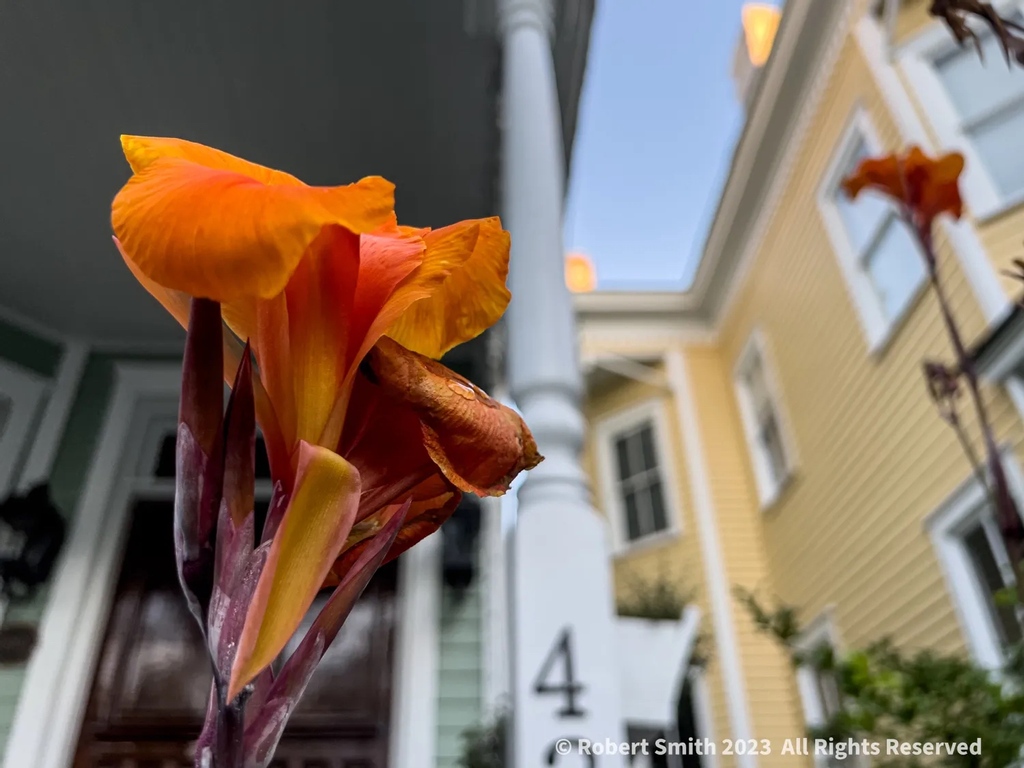 iraqdad1216's tweet image. Your Flowers by Day, Week 40:

The Cana Lily’s beauty is undeniable.

#flowers #FOTD #week40 ⁣#robertsnapspot #photographyblog #wpphotographyblog #Oct2023 #iphone13ProMax #weeklyedition ⁣#SidewalkScene #TwitterNatureCommunity #YourFlowersbyDay #photooftheday #CanaLily