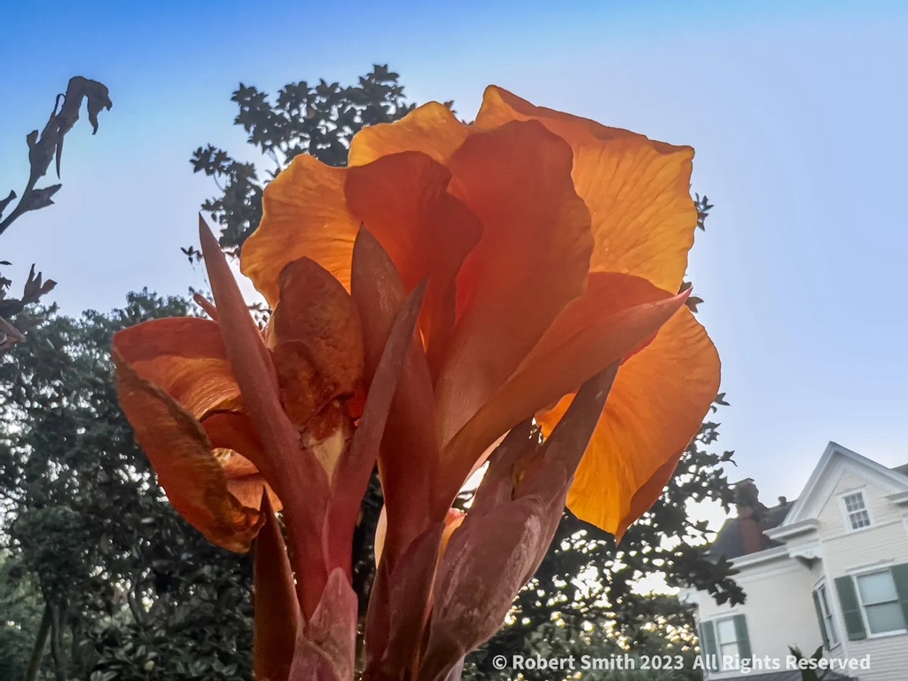 iraqdad1216's tweet image. Your Flowers by Day, Week 40:

The Cana Lily’s beauty is undeniable.

#flowers #FOTD #week40 ⁣#robertsnapspot #photographyblog #wpphotographyblog #Oct2023 #iphone13ProMax #weeklyedition ⁣#SidewalkScene #TwitterNatureCommunity #YourFlowersbyDay #photooftheday #CanaLily