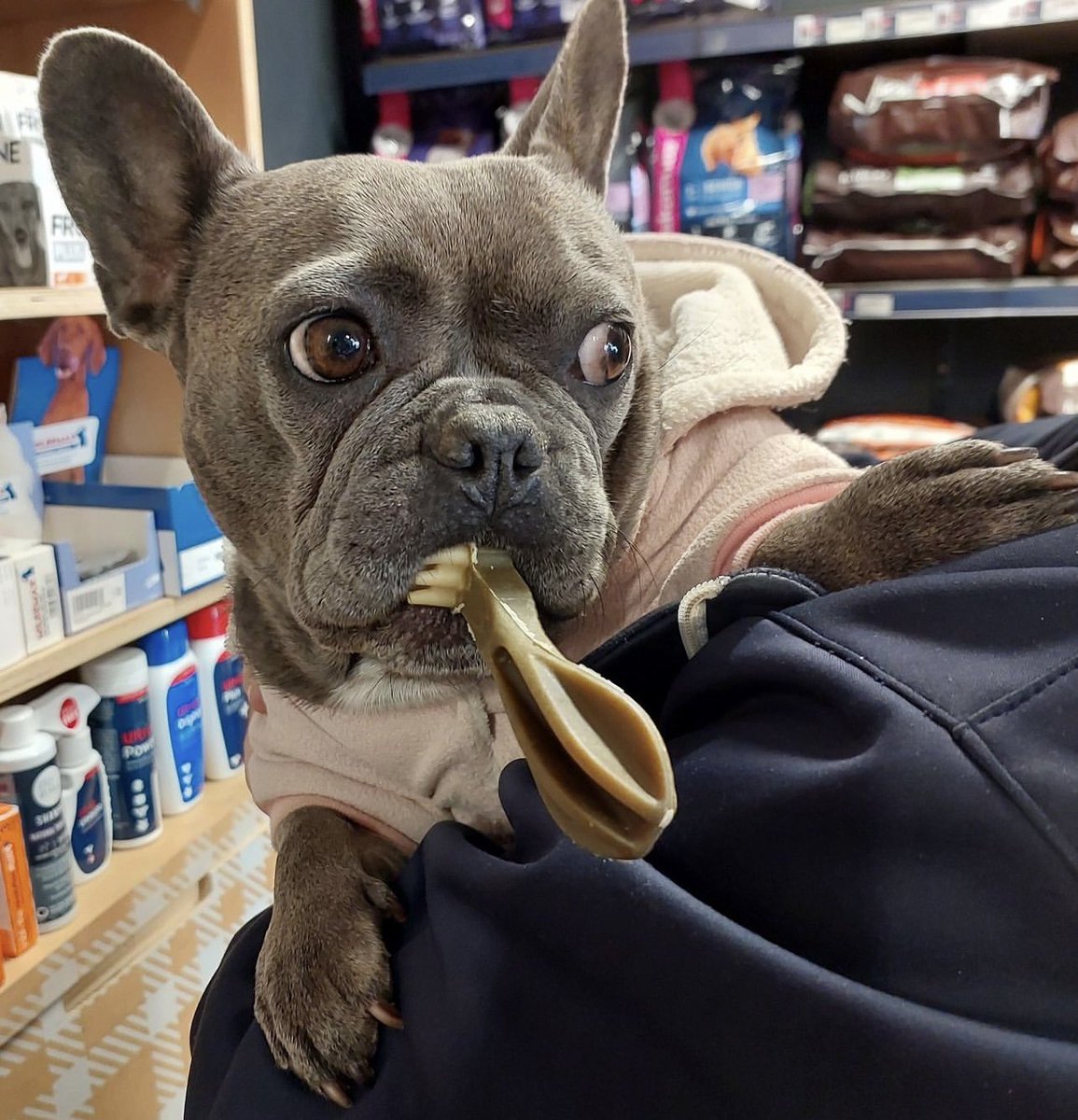 TheMallOfAfrica's tweet photo. Happy World Animal Day from Mall of Africa! 🐾
Make your furry friend’s day unforgettable today. Pop into #AbsolutePets and explore treats and toys for tail-wagging adventures 🐶 and purr-fectly delightful surprises! 🐱
#MallOfAfrica #WorldAnimalDay #AbsolutePets #SpoilYourPet https://t.co/ydiYEfaNhS