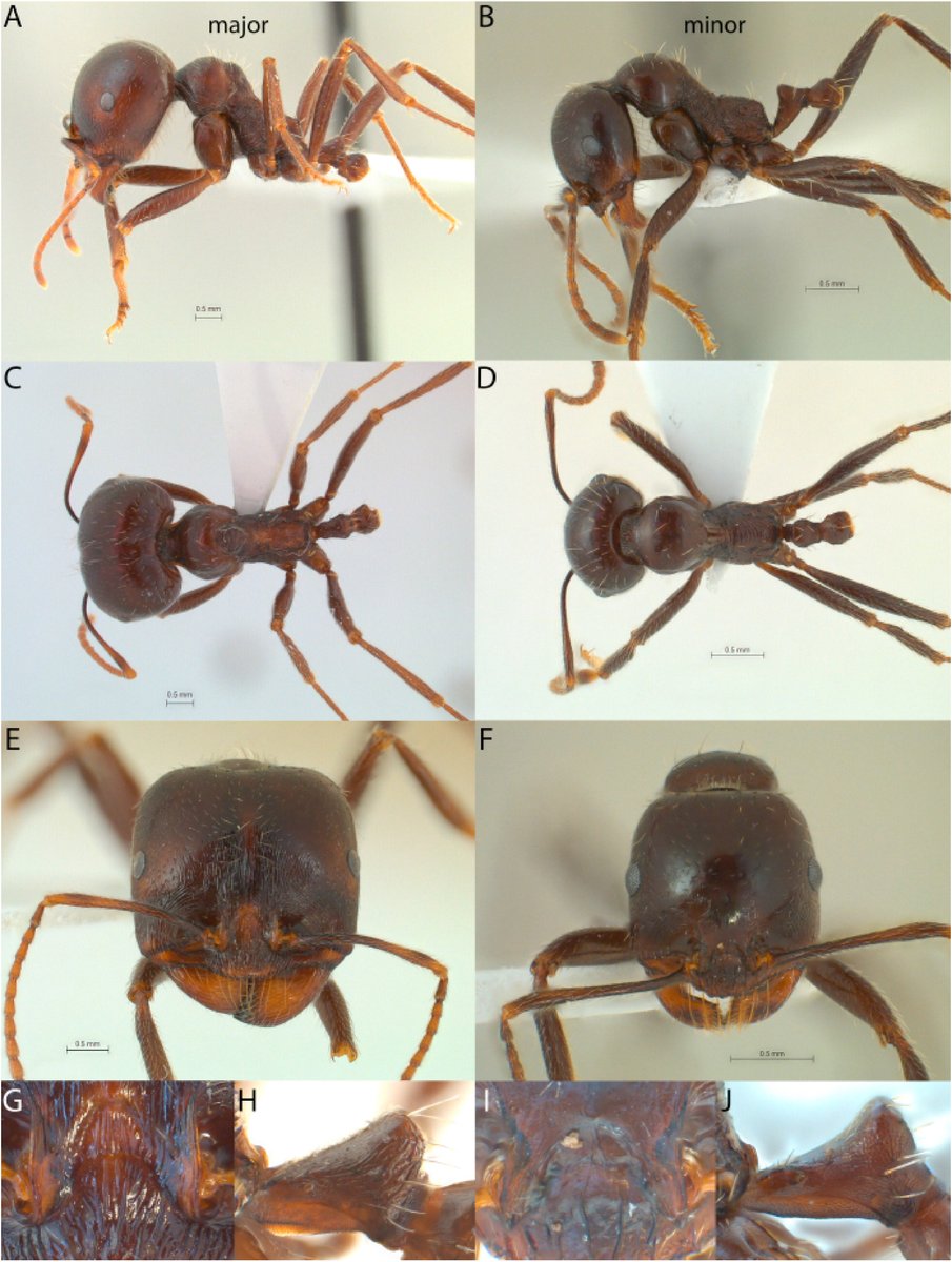 1/3 💚💚💚 New harvester ant species described in Zoologischer Anzeiger, dedicated to a beloved colleague @uniinnsbruck who passed away much too early! doi.org/10.1016/j.jcz.…
