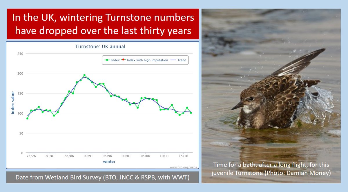 76 years of counting #waders Annual 'thank you' to @WeBS_UK counters who monitor what's happening to birds on UK estuaries and wetlands. 🎂 Article from 4 Oct 2017 🎂 wadertales.wordpress.com/2017/10/04/wet… Another blog that uses WeBS data: wadertales.wordpress.com/2021/03/23/wad… #shorebirds #ornithology