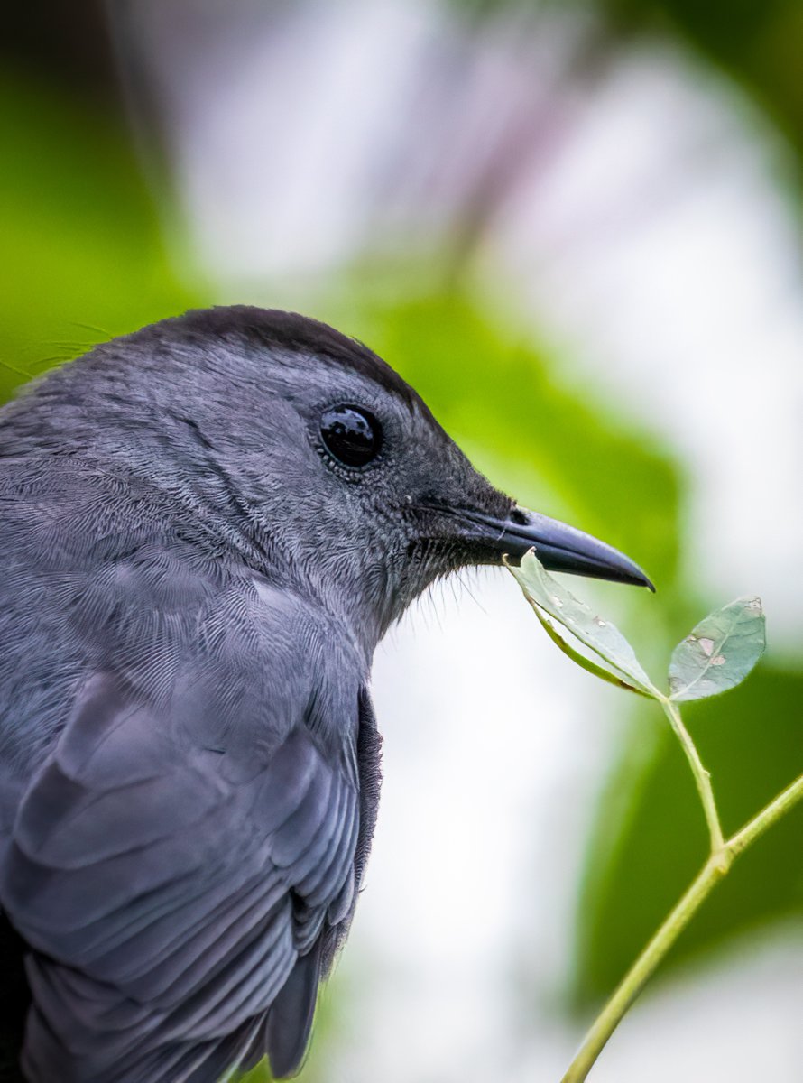 Gray Catbird