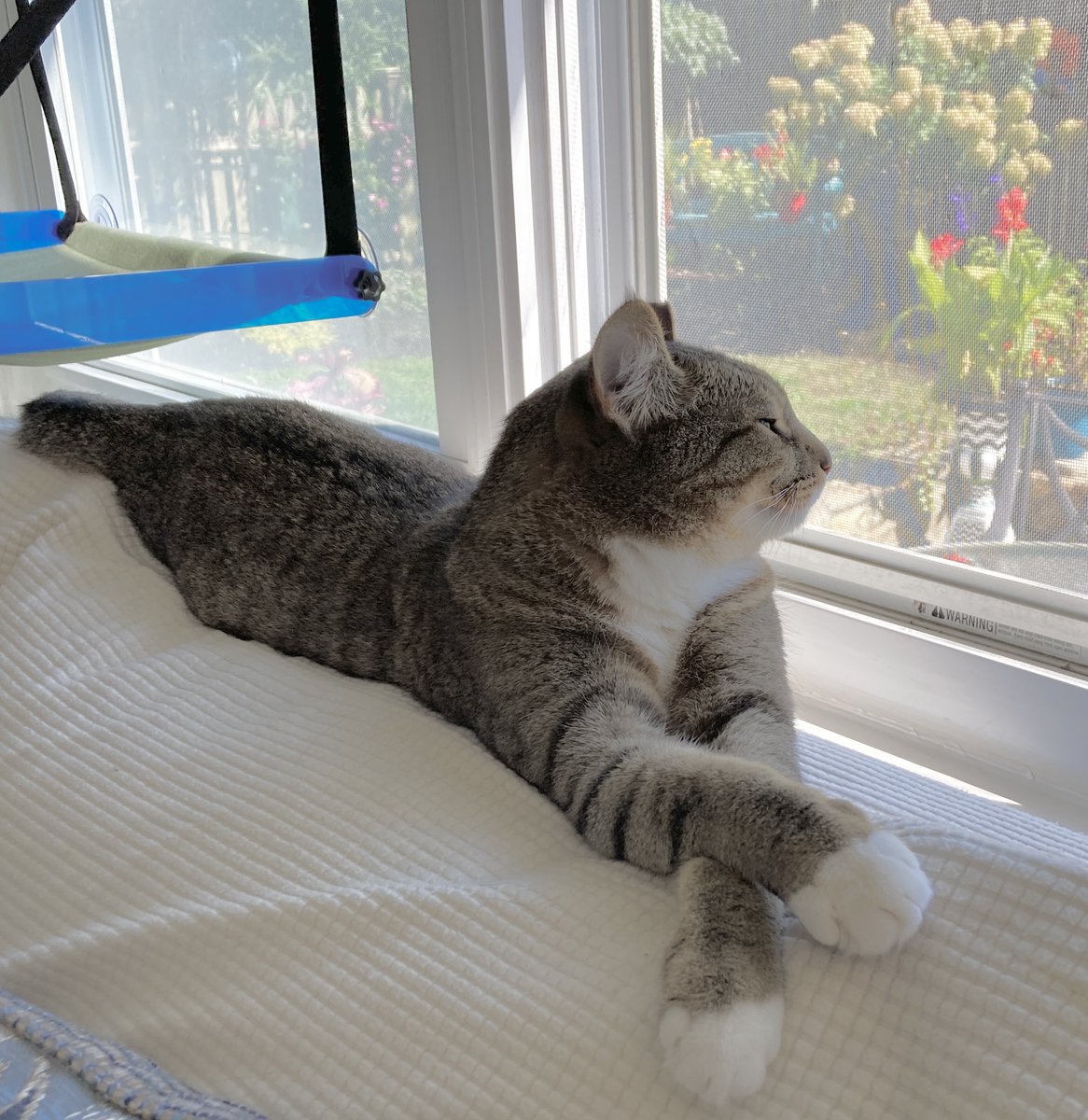 SamanthaHeller's tweet photo. Casey, demonstrating his cat-ilates nonchalant pose. #zenkitty #perspective https://t.co/bzgqetqMio