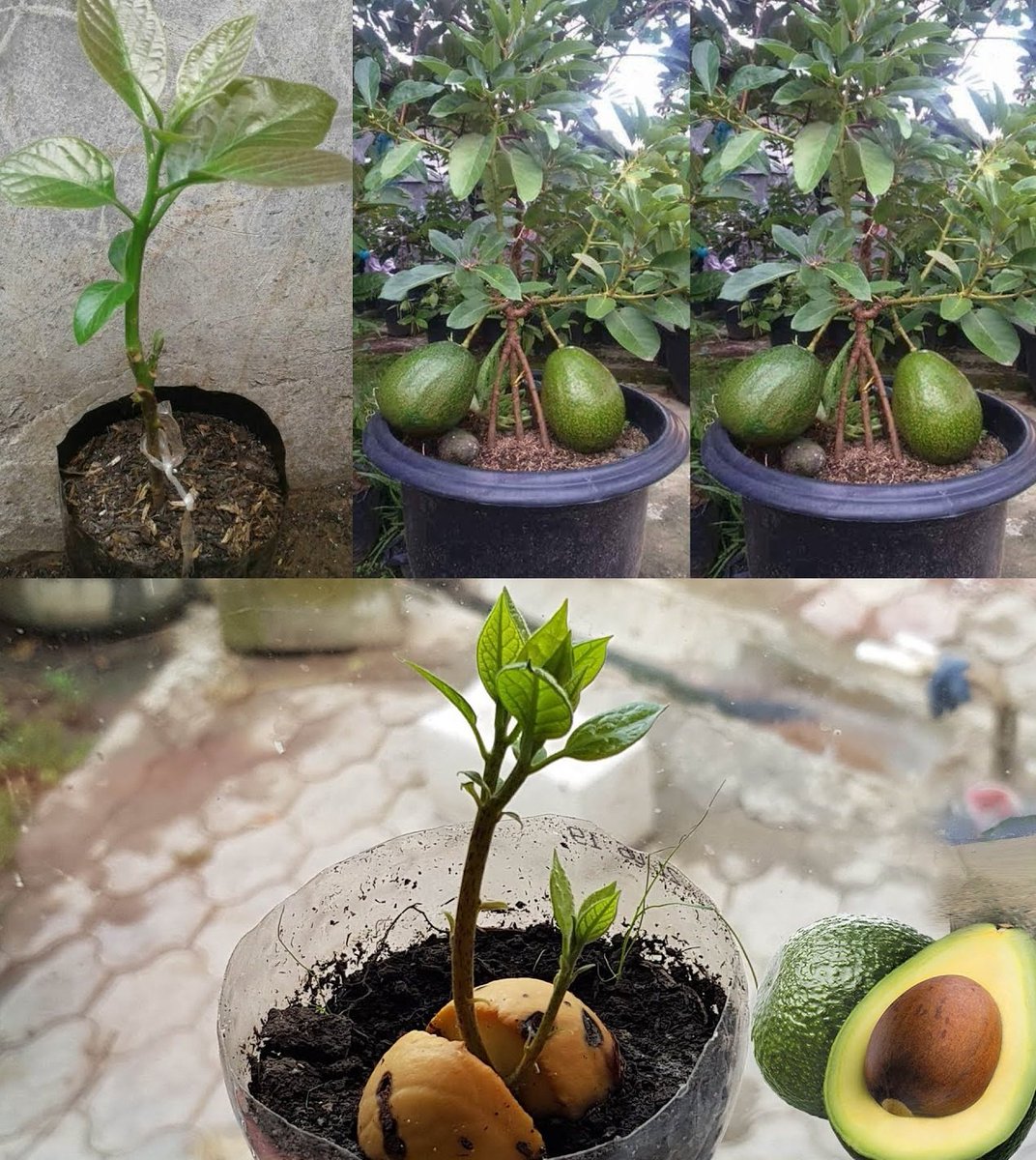 WorldlyHQ's tweet photo. 2 Tips for Growing Avocado in a Pot and for Its Fruit

1. Ensure the pot is at least 18 inches in diameter and filled with well-draining soil, allowing for proper root development and providing 6–8 hours of daily sunlight while maintaining a consistent watering schedule, keeping the soil evenly moist but not waterlogged.

2. Fertilize the avocado plant with a balanced, slow-release fertilizer containing micronutrients, and consider supplementing with potassium-rich options during the flowering and fruiting stages to encourage healthy fruit production.