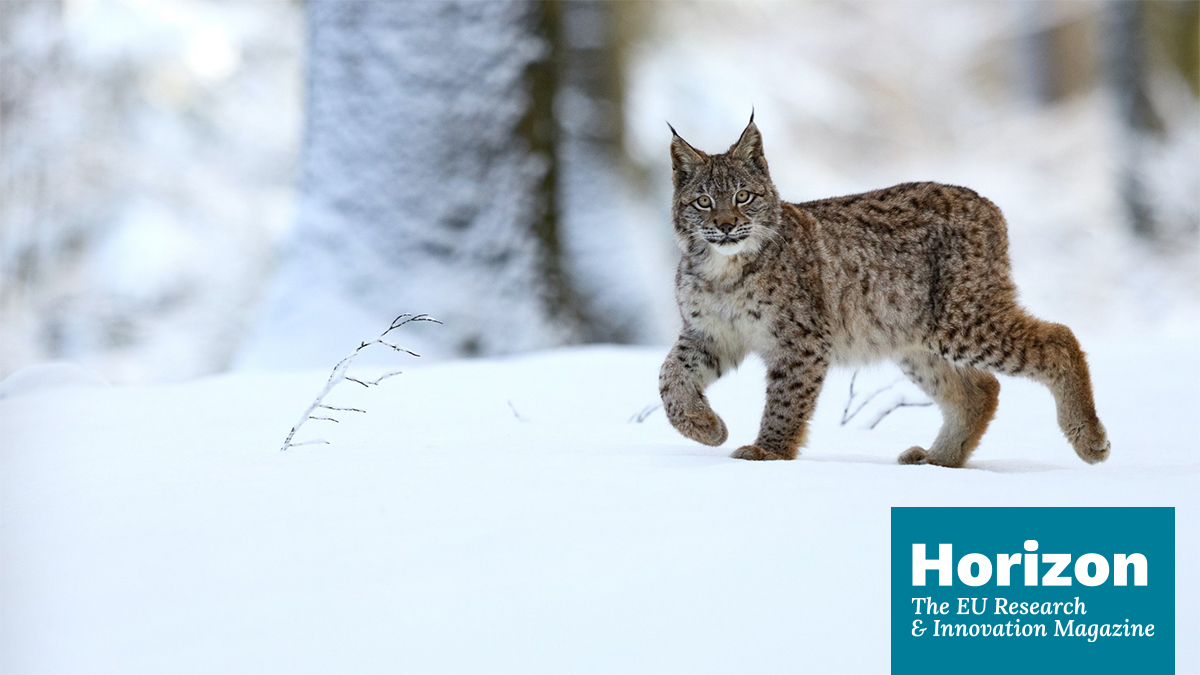 Lynxes and vultures offer insights for European #WildlifeConservation. 

Discover more ➡️ bit.ly/46hMzBo 

#ResearchImpactEU