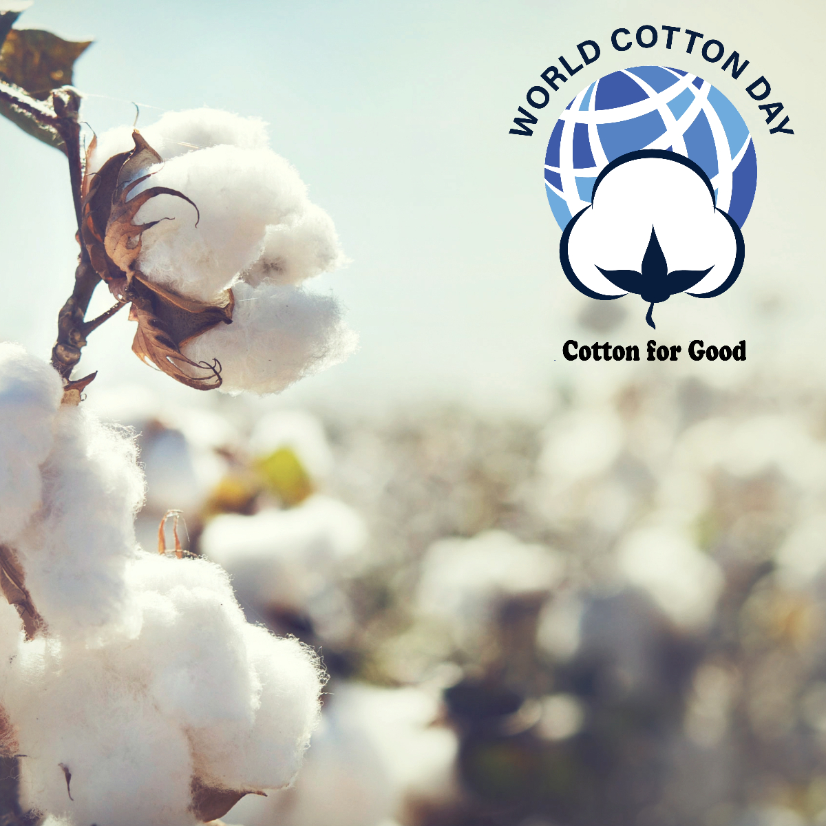 Cotton Incorporated tweet media